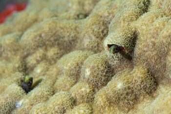 March 20, 2019<br>Spinyhead or Roughhead Blenny