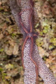 March 20, 2019<br>Brittle Star on coral