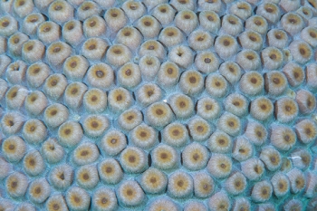 March 20, 2019<br>Giant Lobe Coral