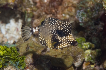 March 20, 2019<br>Smooth Trunkfish
