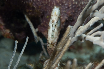 March 21, 2019<br>Longsnout Seahorse demonstrating how eyes operate independently.