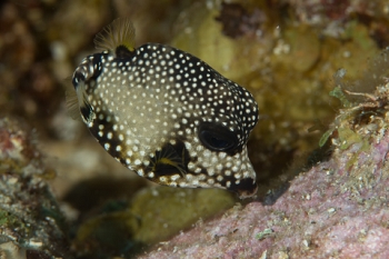 March 21, 2019<br>Smooth Trunkfish