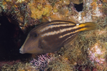 March 21, 2019<br>Orangespotted Filefish