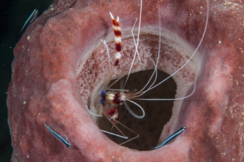 March 21, 2019<br>Banded Coral Shrimp