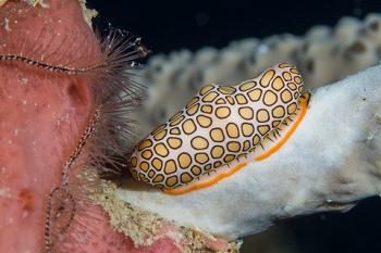 March 21, 2019<br>Adult Flamingo Tongue (in same coral as the juvenile)