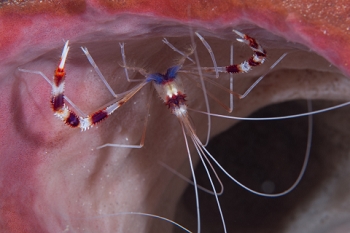 March 21, 2019<br>Banded Coral Shrimp