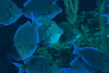 March 21, 2019<br>Blue Tangs