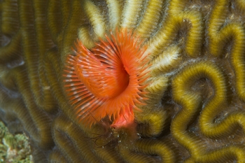 March 21, 2019<br>Star Horseshoe Worm