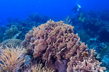 September 24, 2019<br>Scaled Lettuce Coral