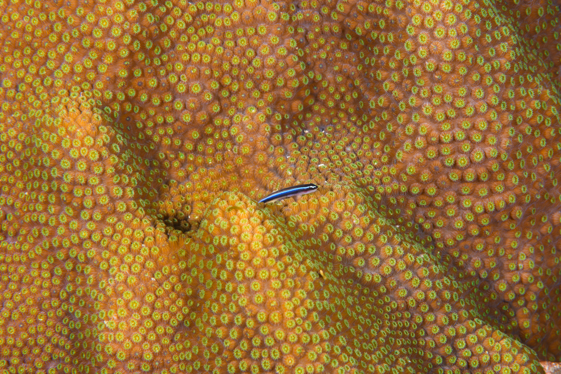 9/26/2021Neon Goby on coral.