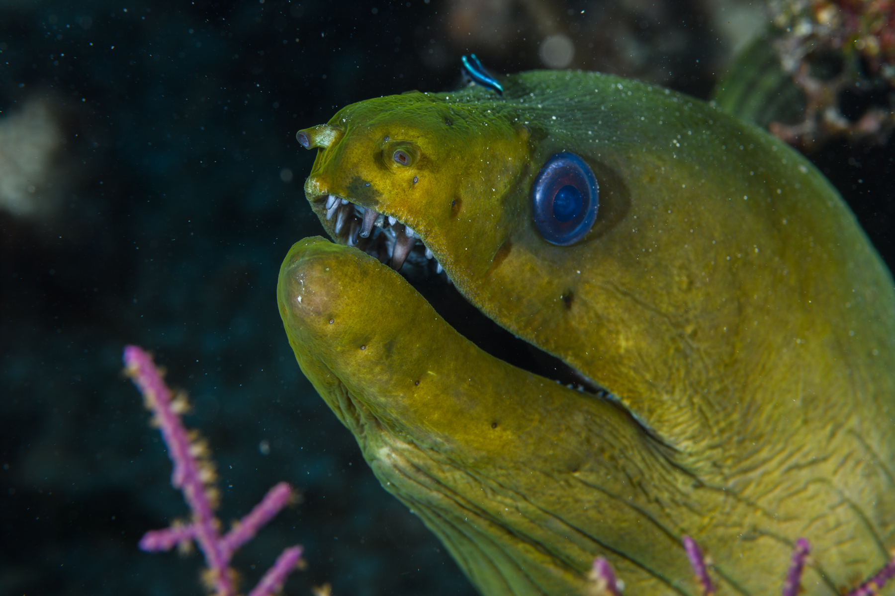 9/27/2021Goby on Moray...