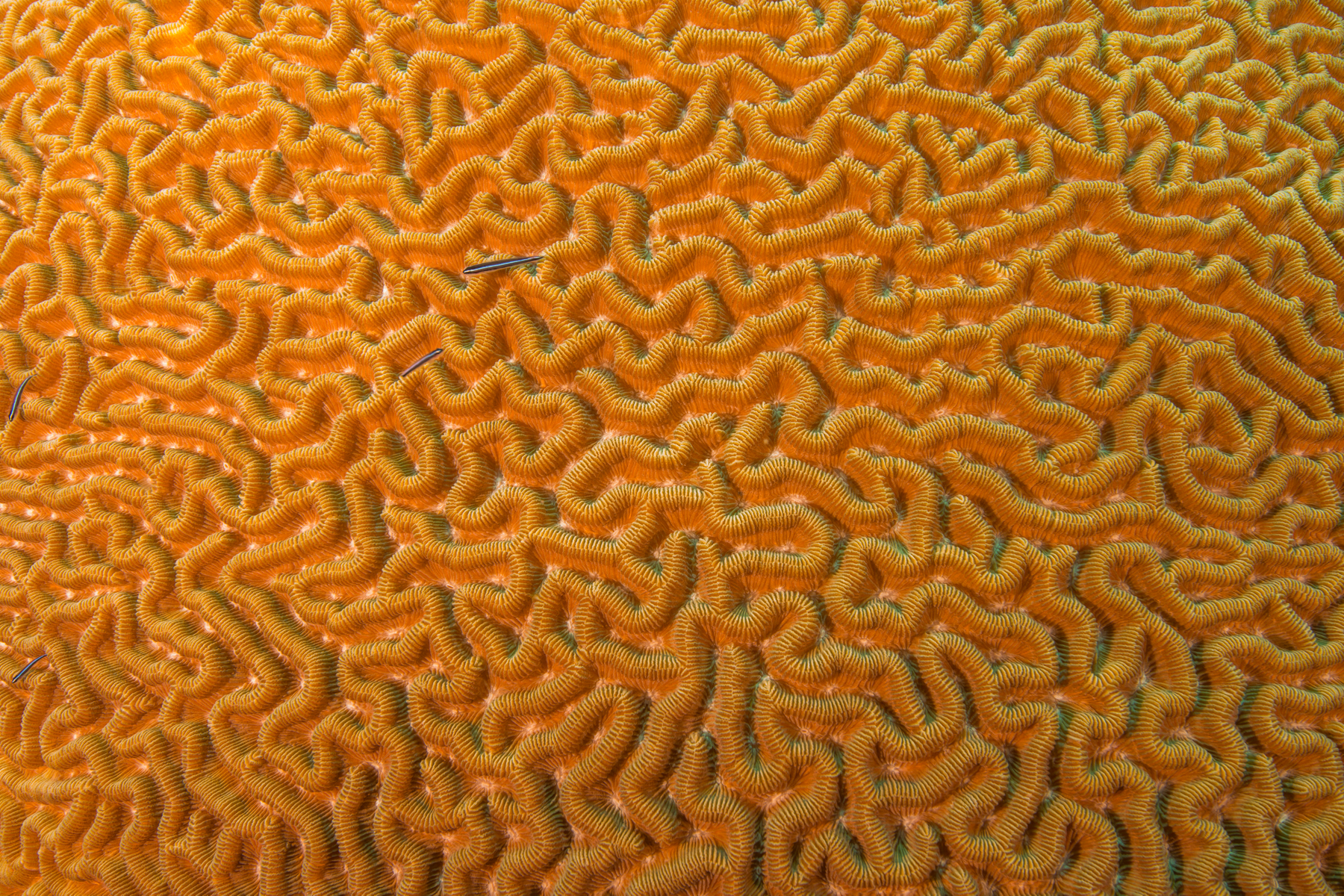 10/2/2021Another Goby on Boulder Brain Coral.