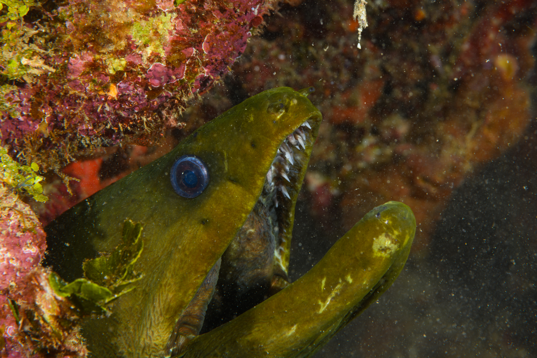 10/4/2021Finally this Green Moray Eel swam ahead of us and settled into a crack - just above two more Lionfish.   David dutifully speared one and...