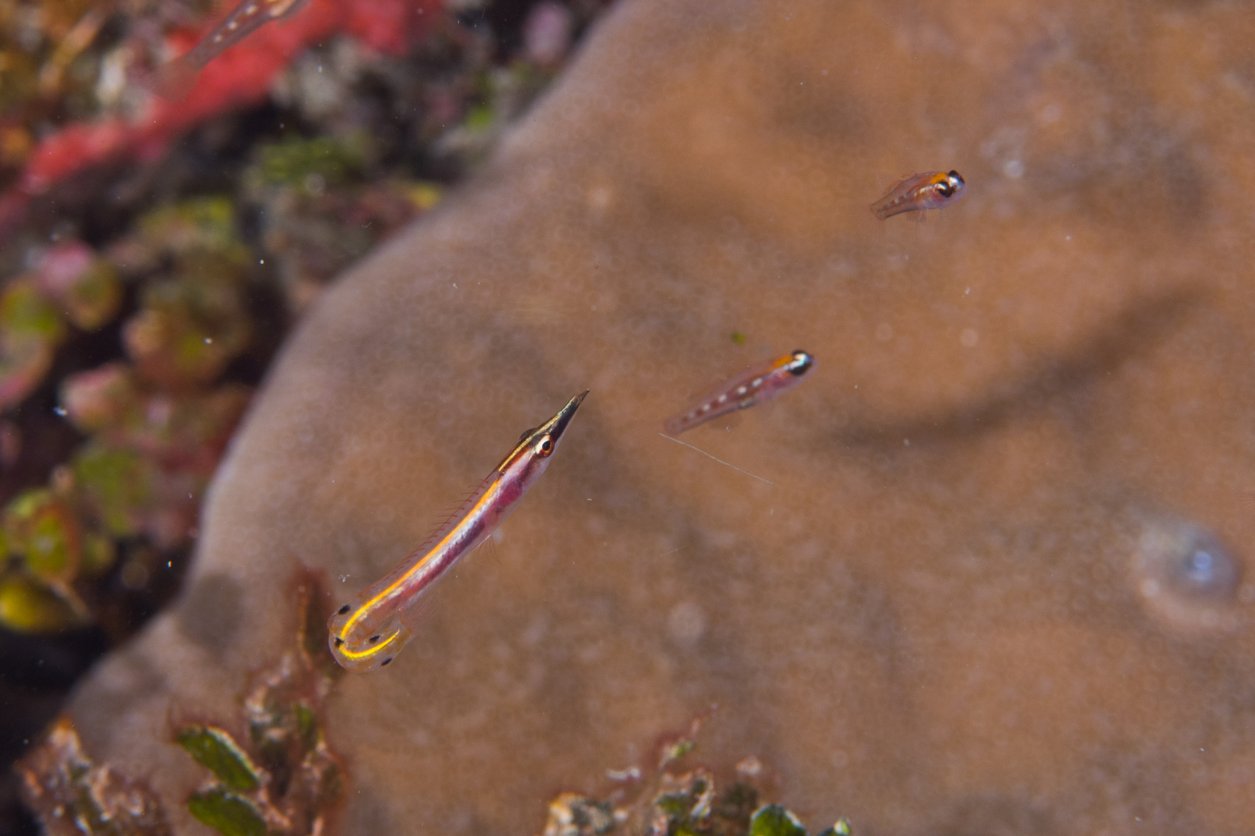 10/8/2021An Arrow Blenny, with characteristic bent tail.