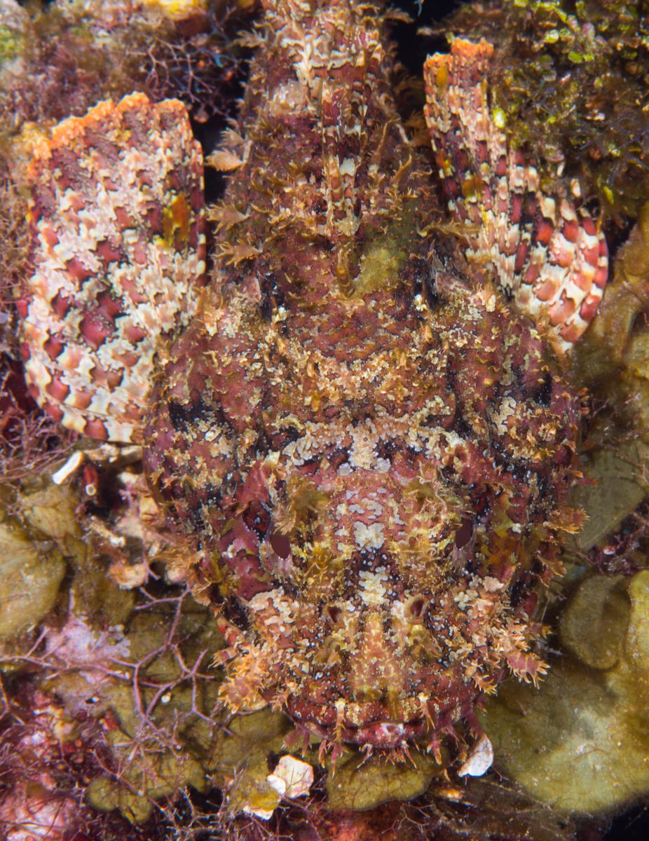 10/8/2021Spotted Scorpionfish from above.
