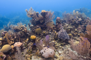9/26/2021<br>Healthy reefs in Roatan.