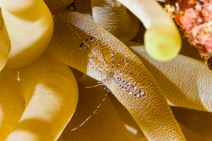 10/4/2021<br>Spotted Cleaner Shrimp in Anemone