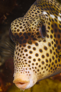 10/5/2021<br>Spotted Trunkfish