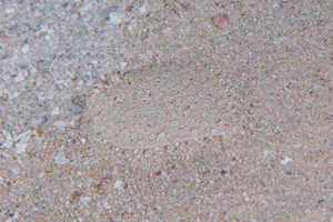 10/7/2021<br>Peeking Flounder hiding on the sand.