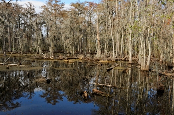 bayou, near New Orleans