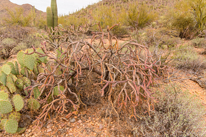 2/13/2021<br>Some colorful Cholla.