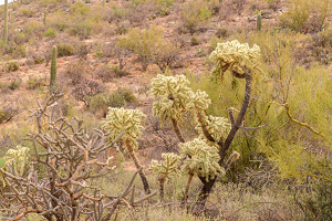 2/13/2021<br>Another variety of Cholla