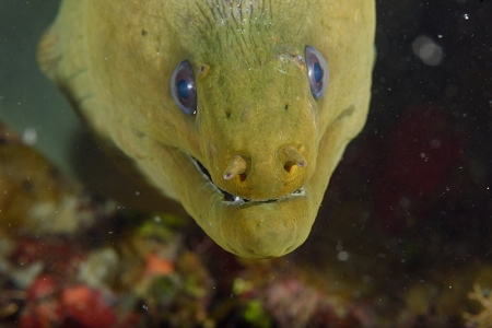 Green Moray Eel, Roatan<br>September 25, 2017
