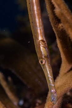 Trumpetfish, Roatan<br>September 29, 2017