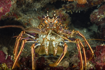 Caribbean Lobster, Roatan<br>October 1, 2017