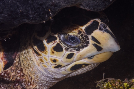 Hawkbill Turtle, resting at 55 feet, Roatan<br>October 6, 2017