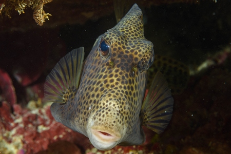 Spotted Trunkfish, Roatan<br>September 25, 2018