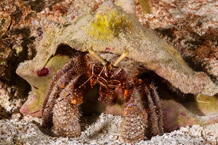 Giant Hermit Crab, Roatan<br>October 4, 2018