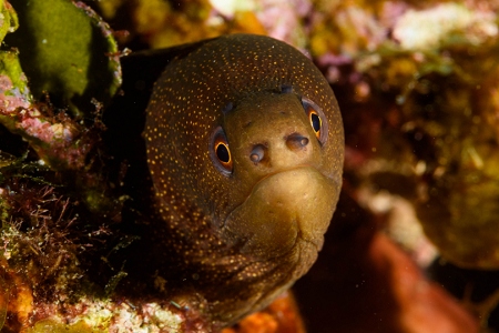 Goldentail Moray Eel, Roatan<br>October 5, 2018
