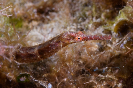 A Pipefish is a relative of the Seahorse, Roatan<br>March 17, 2019