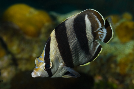 Banded Butterflyfish, Roatan<br>March 17, 2019<br>