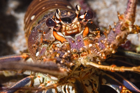 Caribbean Lobster, Roatan<br>March 17, 2019