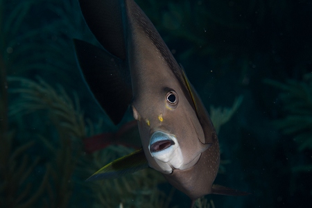 French Angelfish, Roatan<br>March 18, 2019<br>