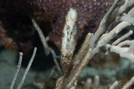Longsnout Seahorse demonstrating how eyes operate independently. Roatan<br>March 21, 2019