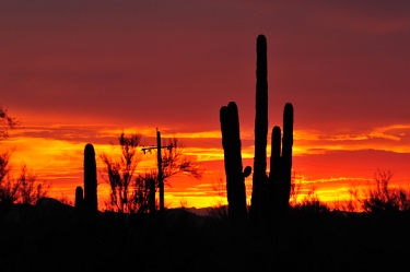 February 23, 2008<br>In Cave Creek.