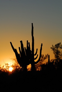 March 9, 2008<br>Cave Creek, AZ