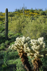 March 14, 2008<br>Cave Creek, AZ