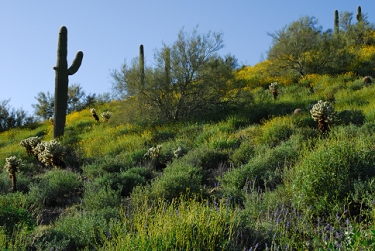 March 14, 2008<br>Cave Creek, AZ