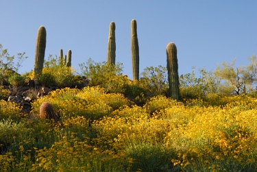 March 14, 2008<br>Cave Creek, AZ