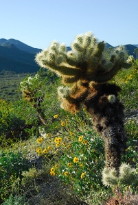 March 14, 2008<br>Cave Creek, AZ