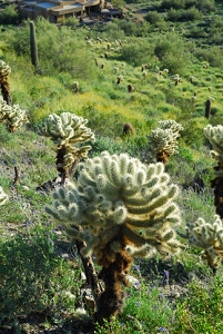 March 14, 2008<br>Cave Creek, AZ