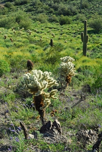 March 14, 2008<br>Cave Creek, AZ