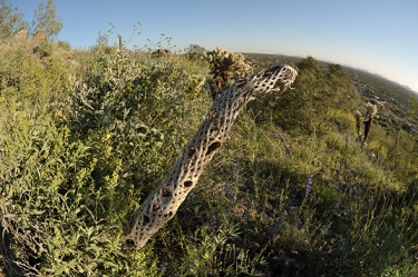 March 14, 2008<br>Cave Creek, AZ