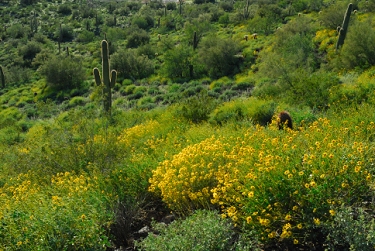 March 14, 2008<br>Cave Creek, AZ