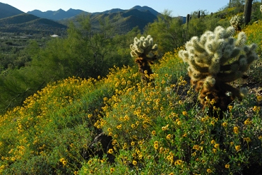 March 14, 2008<br>Cave Creek, AZ