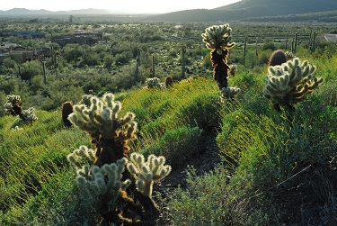 March 14, 2008<br>Cave Creek, AZ